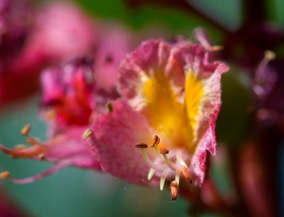 Aesculus x carnea 'Briotii' - jírovec pleťový - květ detail
